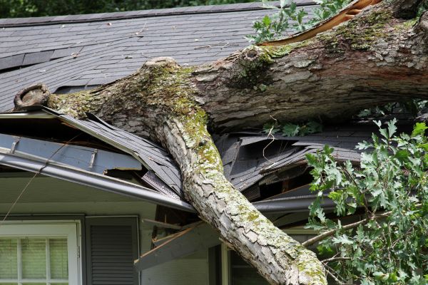 Storm Remediation in Whittier